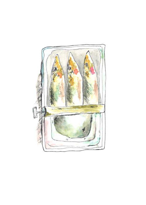 Older Sardines Postcard